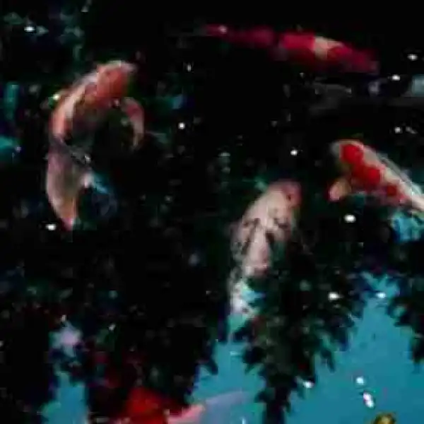 JAHKOY - Sun Bathing